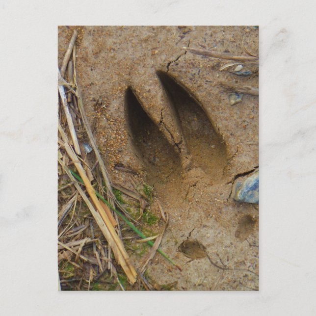 hjort vykort (Framsida)