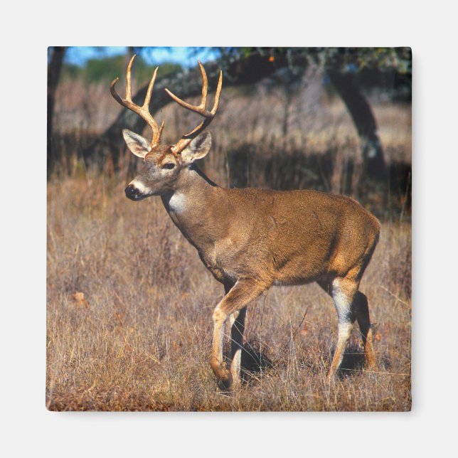 Hjort Wildlife Magnet (Framsidan)