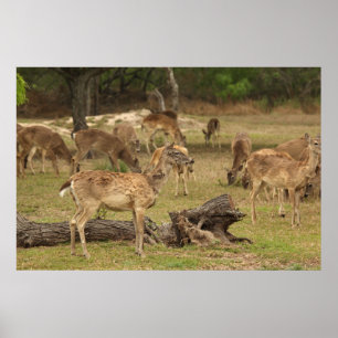 Hjorten blind Poster