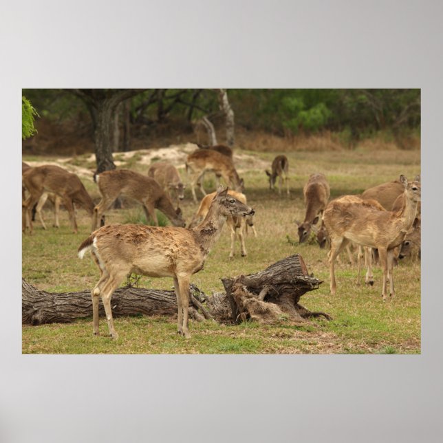 Hjorten blind Poster (Framsidan)