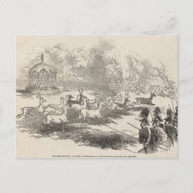 Hjorten Shooting at Gotha Vykort (Framsida)
