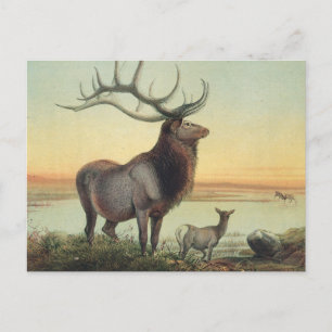 Hjorten Wapiti av Joseph Varg Vykort