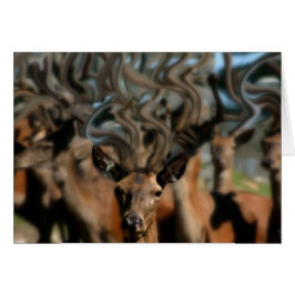Hjortens drömmar hälsningskort