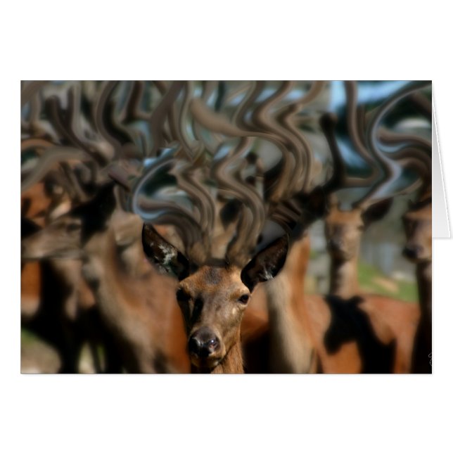 Hjortens drömmar hälsningskort (Framsidan Horizontal)
