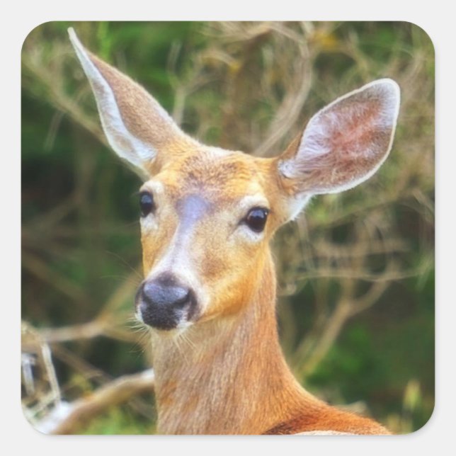 Hjortens försegling / försegling / etikett (Framsida)