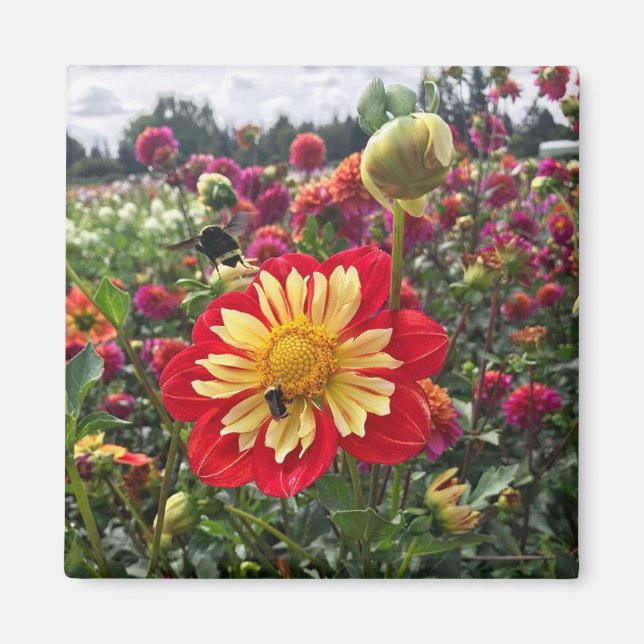 Hjul Dahlia Magnet (Framsidan)