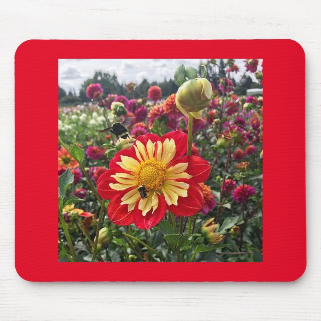 Hjul Dahlia Musmatta (Framsidan)