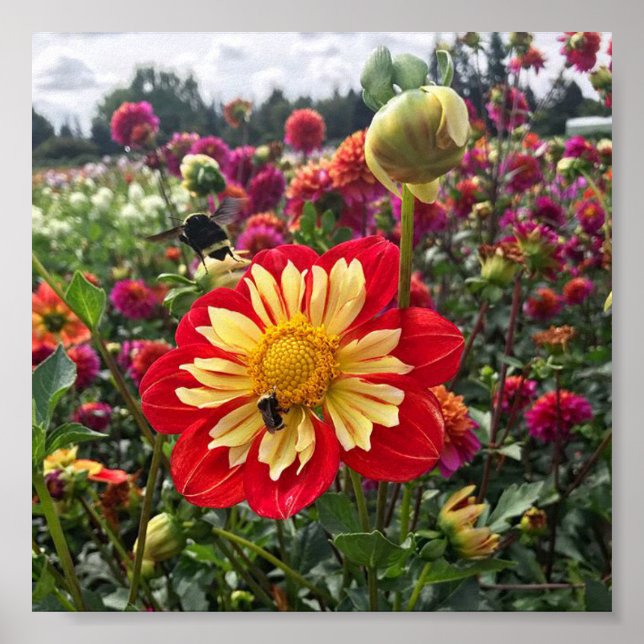 Hjul Dahlia Poster (Framsidan)