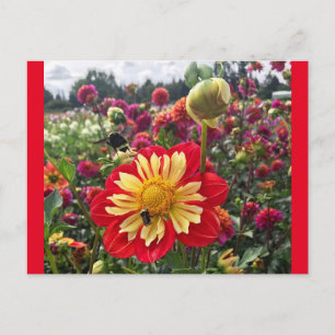 Hjul Dahlia Vykort