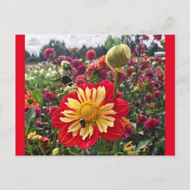 Hjul Dahlia Vykort (Framsida)