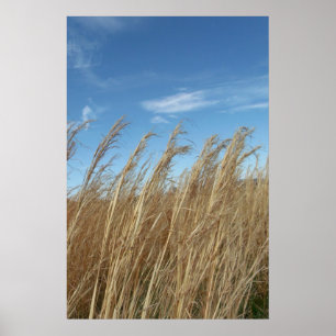 Hjulgräs Poster