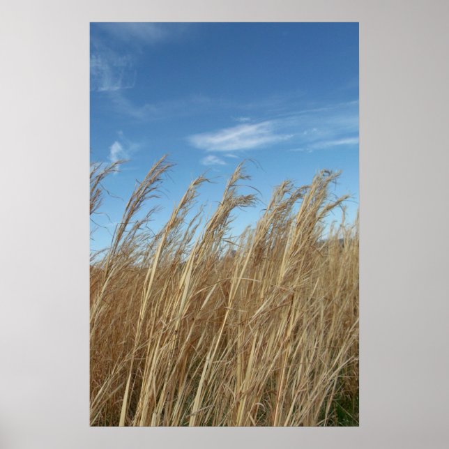 Hjulgräs Poster (Framsidan)