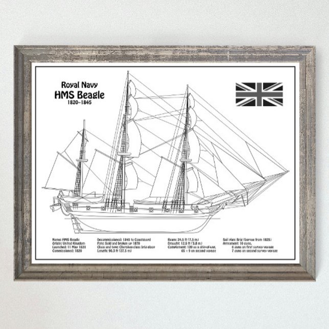 HMS Beagle Tall Frakt - Frakt Blueprint BD Poster (Skapare uppladdad)