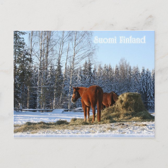 Hö är för hästar vykort (Framsida)