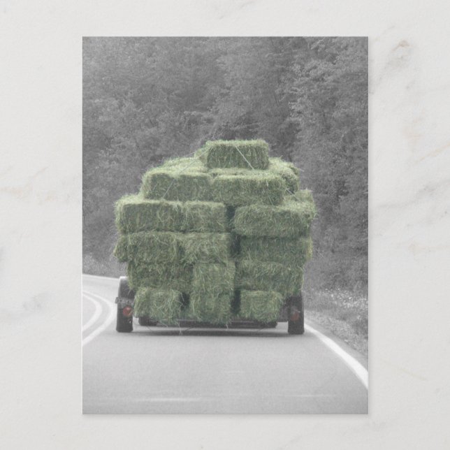 Hö där! vykort (Framsida)