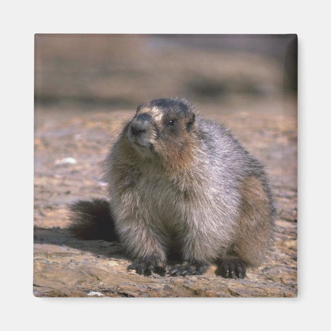 Hoary Marmot Magnet (Framsidan)
