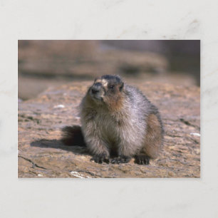 Hoary Marmot Vykort