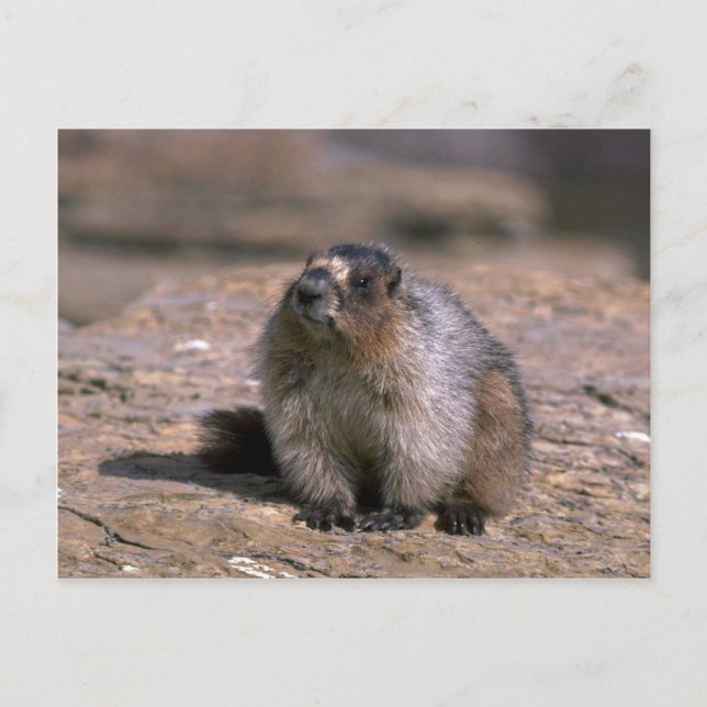 Hoary Marmot Vykort (Framsida)