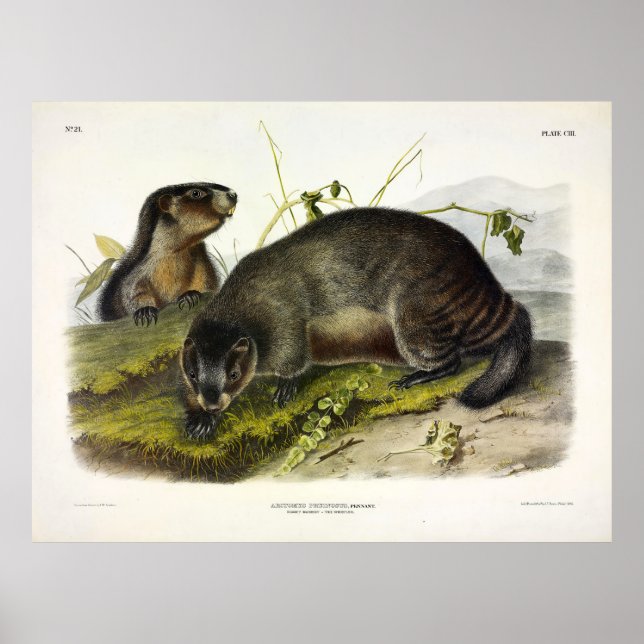 Hoary Marmot, Whistler från Audubon Poster (Framsidan)