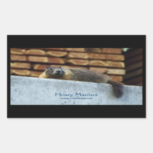 Hoary Marmot (Whistler) Wildlife Sticker Rektangulärt Klistermärke