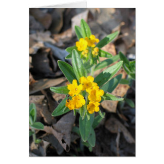 Hoary Puccoon OBS Kort