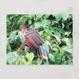 Hoatzin "Stinky Turkey" Pastaza River, Ecuadorean Vykort