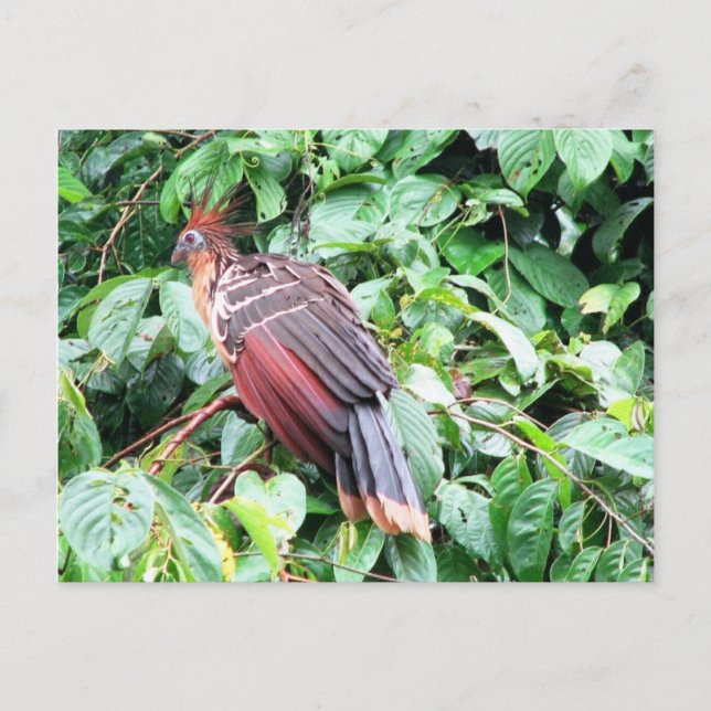 Hoatzin "Stinky Turkey" Pastaza River, Ecuadorean Vykort (Framsida)