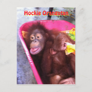 Hockie Orangutan- en speciell behovsflicka Vykort