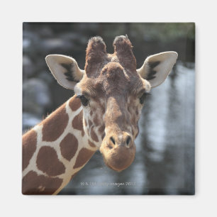 Hodokubo, Hino, Tokyo, Japan 6 Magnet