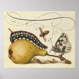 Hoefnagel Vintage Päron & Insekter 1500-talet Renä Poster