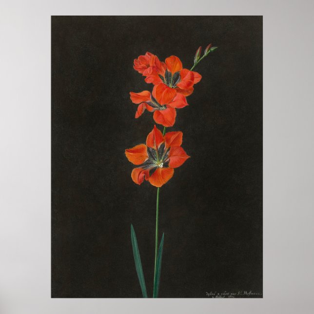 Hoffmanns Lelie Blommor Affisch (Framsidan)