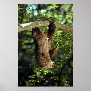 Hoffmanns två-toed sloth poster