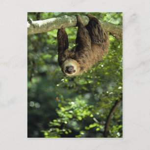 Hoffmanns två-toed sloth vykort