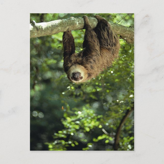 Hoffmanns två-toed sloth vykort (Framsida)