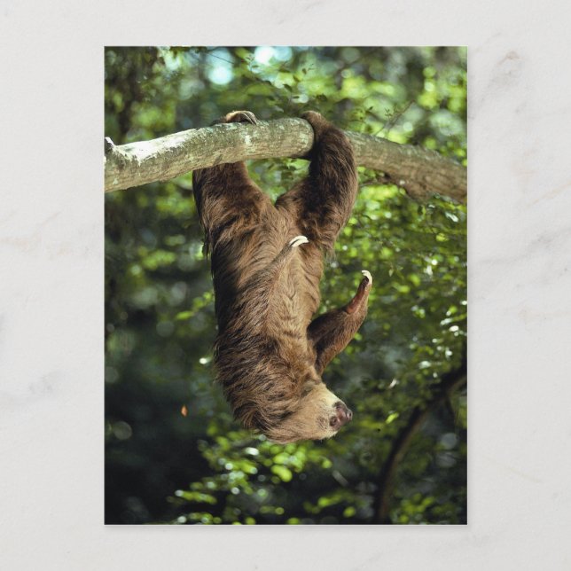 Hoffmanns tvåväggiga sluttning vykort (Framsida)