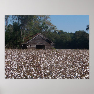 Hög bomull poster
