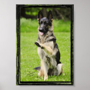 Hög fem tyska shepherd poster
