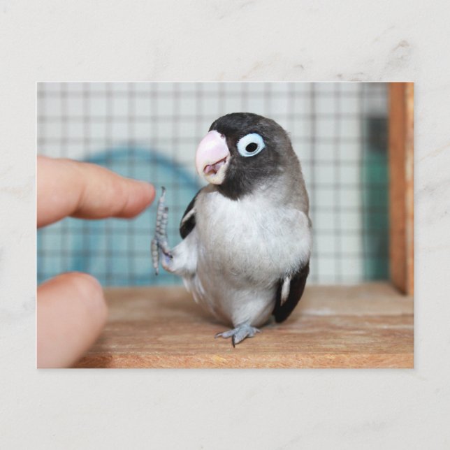 Hög fem! vykort (Framsida)