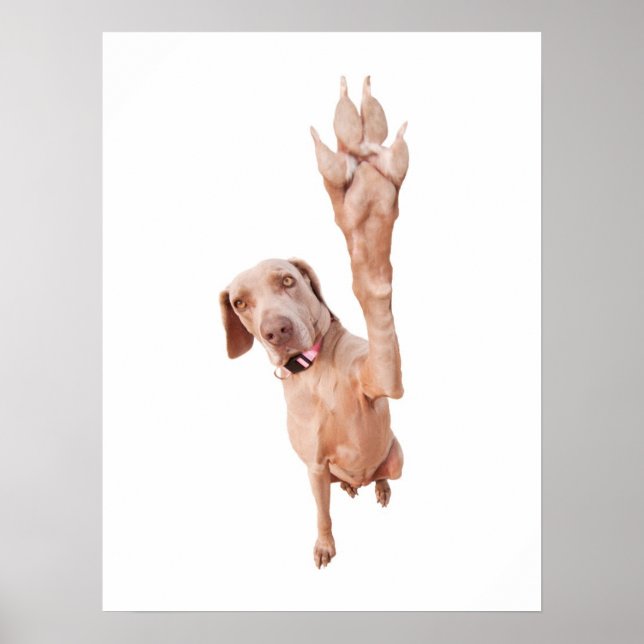 Hög fem Weimaraner Poster (Framsidan)