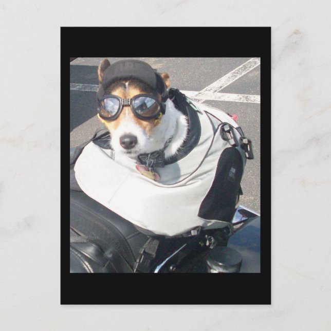 Hog Hund-vykort Vykort (Framsida)