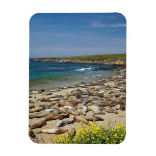 Hög med elefantsäl magnet