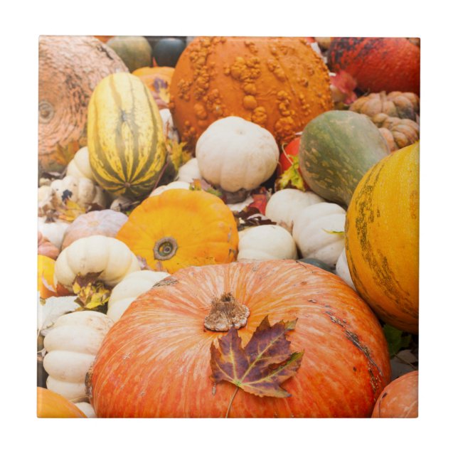 Hög med pumpor och squash kakelplatta (Framsidan)