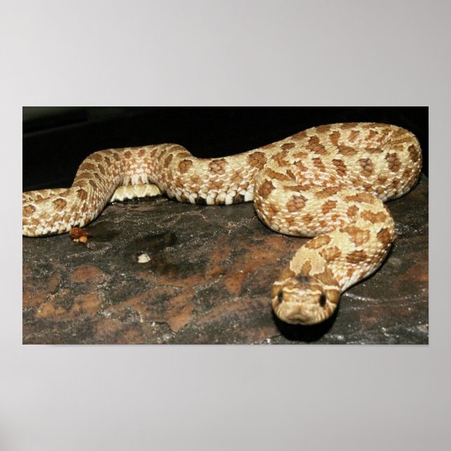 Hog Nose Snake Poster (Framsidan)