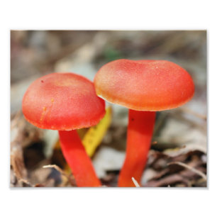 Hög Orange för svamprumspar 8 x 10 Fototryck