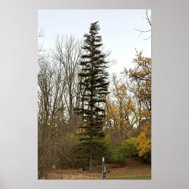 Hög Träd Foto Affisch (Framsidan)