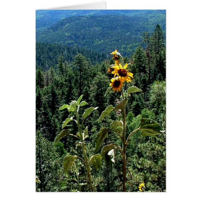 Hög väg till Taos Hälsningskort (Framsidan)