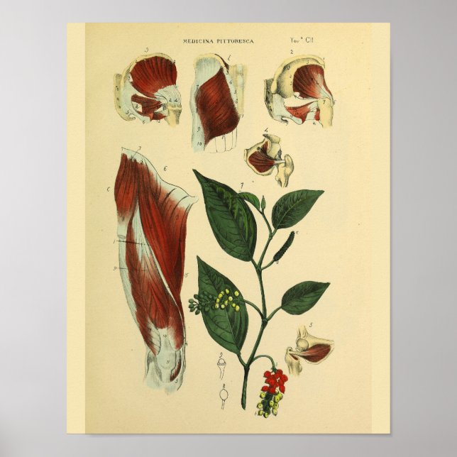 Höga knölmuskler Anatomikonteckning Skriv ut Poster (Framsidan)