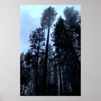 Höga tallar i dimman - Yosemite Poster