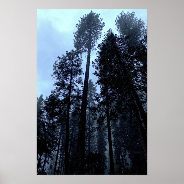 Höga tallar i dimman - Yosemite Poster (Framsidan)