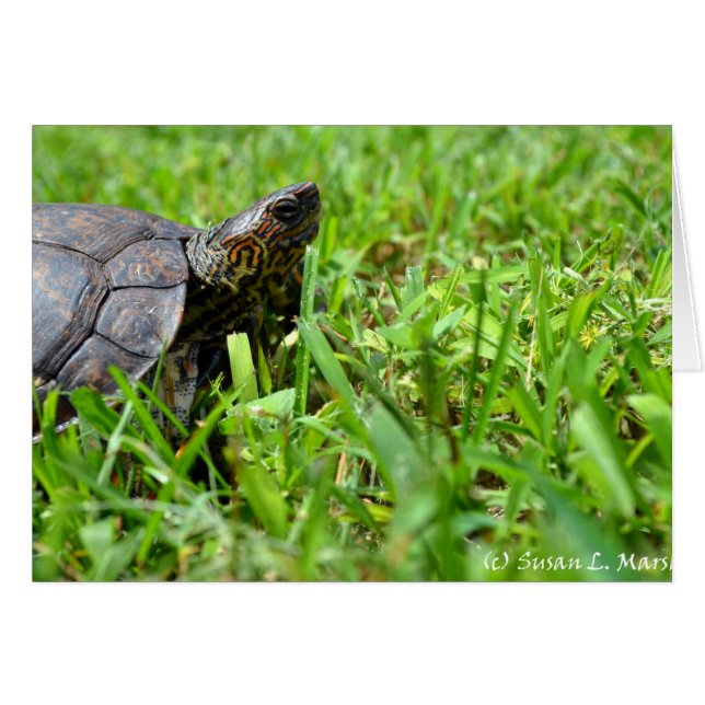 höger av tittar ornerad träsköldpadda OBS kort (Framsidan Horizontal)